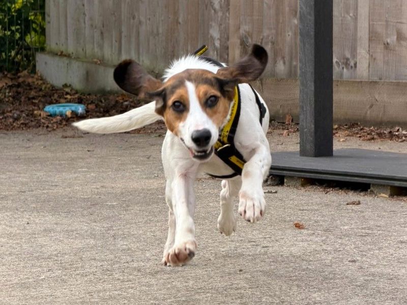 Bamba | Harrier Cross | Harefield West London - 2