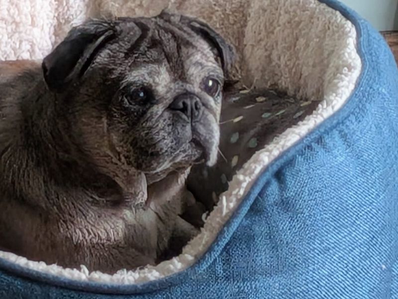 Lexi | Pug | Leeds - 3