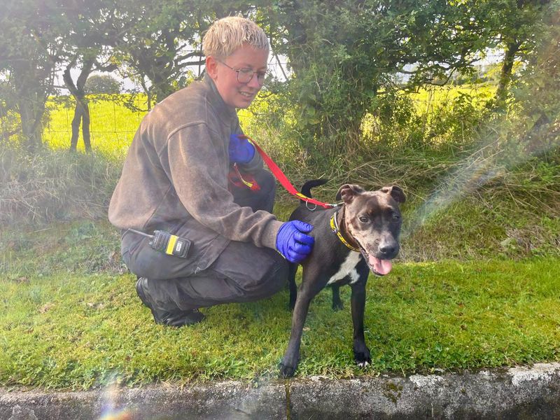 Rolo | Terrier (Patterdale) | Cumbria - 2