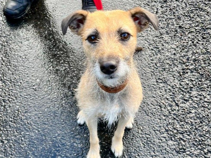 Coco | Terrier (Border) Cross | Cumbria - 1