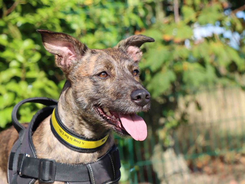 Elle | Lurcher | Darlington - 3