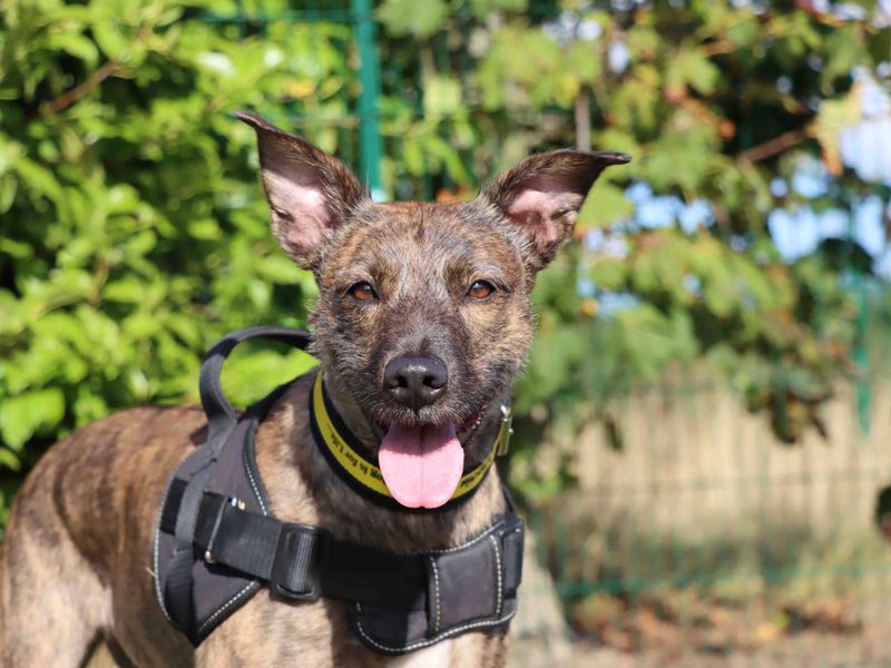 Elle | Lurcher | Darlington - 1