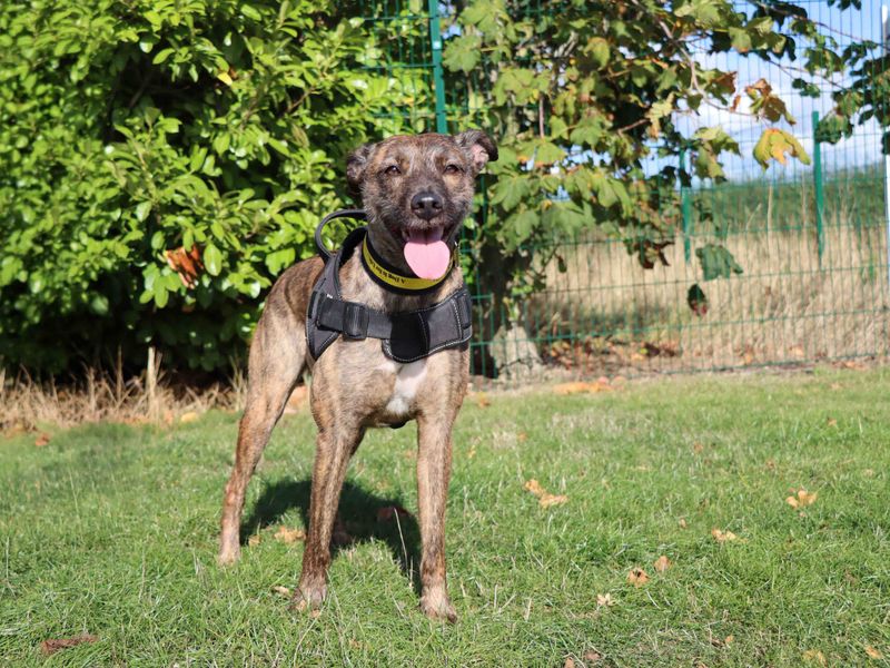 Elle | Lurcher | Darlington - 2