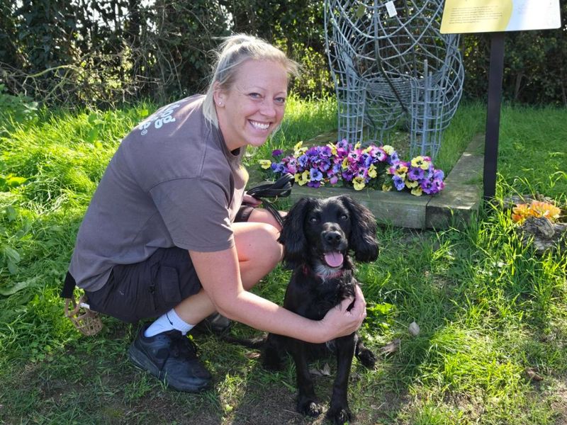 Kobe | Spaniel (Cocker) | Snetterton (Norfolk) - 3