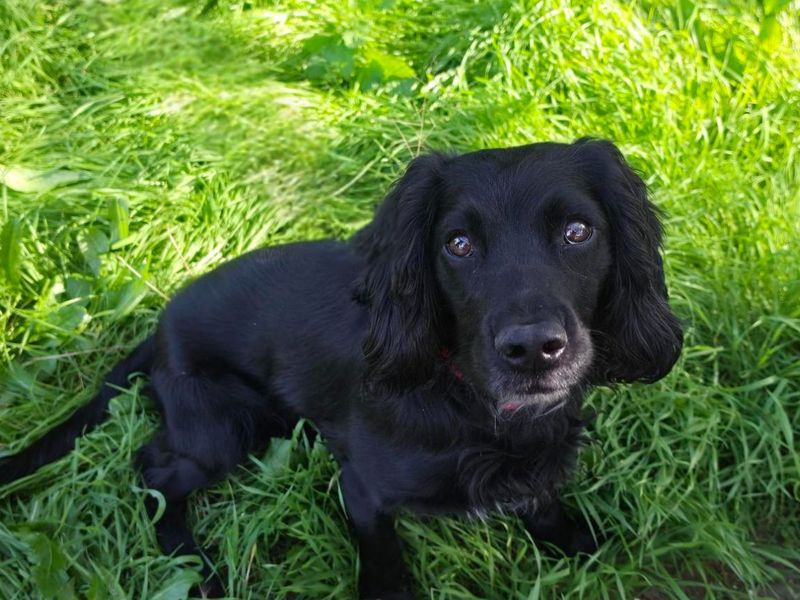 Kobe | Spaniel (Cocker) | Snetterton (Norfolk) - 1