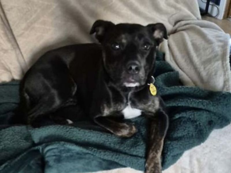 Gracie | Terrier (Staffordshire Bull) Cross | Loughborough - 2