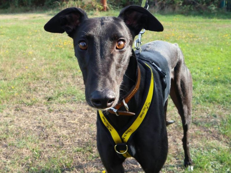 Vinny | Greyhound | Harefield West London - 2