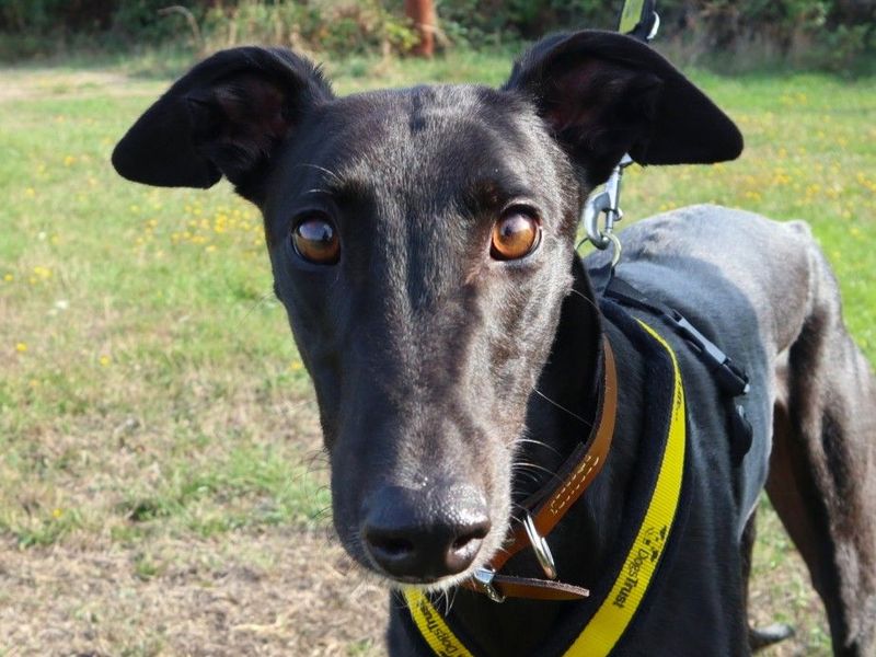 Vinny | Greyhound | Harefield West London - 1