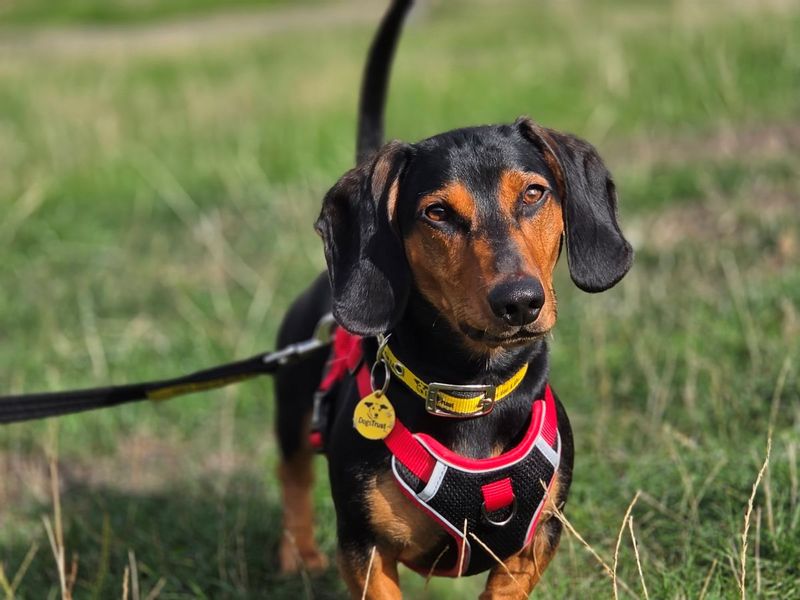 Reggie | Dachshund (Smooth Haired) | Evesham (Worcestershire) - 2