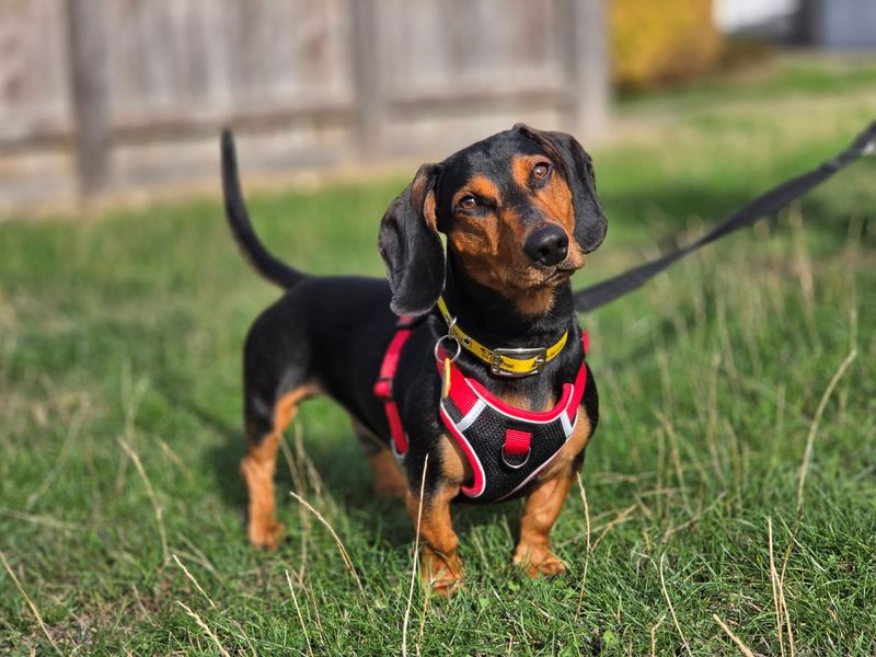 Reggie | Dachshund (Smooth Haired) | Evesham (Worcestershire) - 3