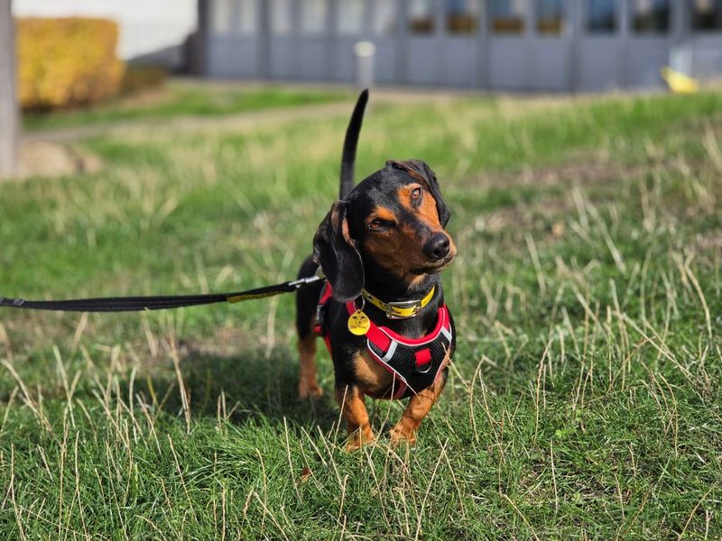 Reggie | Dachshund (Smooth Haired) | Evesham (Worcestershire) - 1