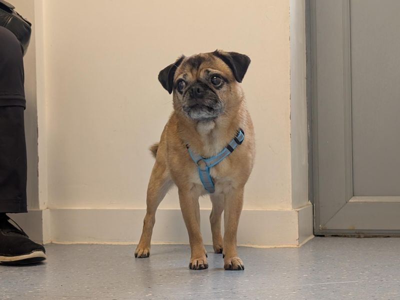 Jess | Pug Cross | Evesham (Worcestershire) - 2