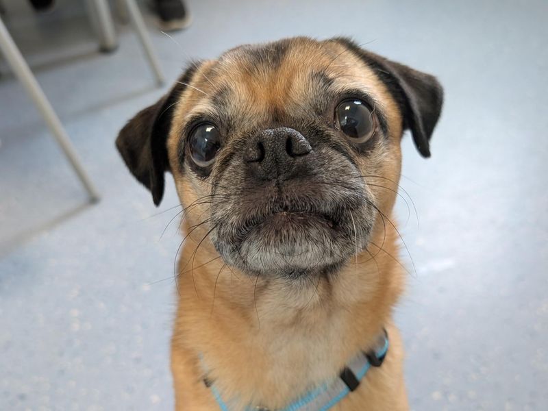 Pug Dogs And Puppies For Adoption