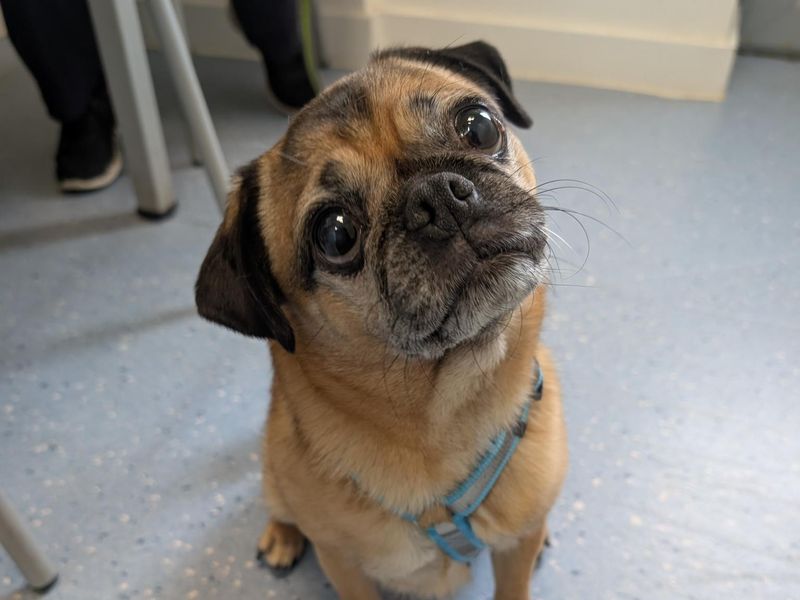 Jess | Pug Cross | Evesham (Worcestershire) - 3