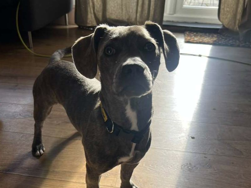 Pippa | French Bulldog Cross | Loughborough - 2