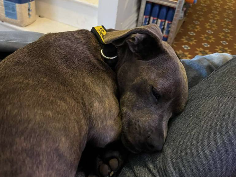 Pippa | French Bulldog Cross | Loughborough - 3