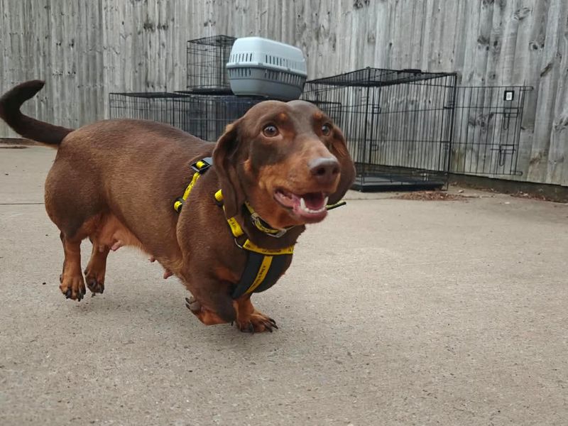 Grape | Dachshund (Smooth Haired) | Shrewsbury (Shropshire) - 3