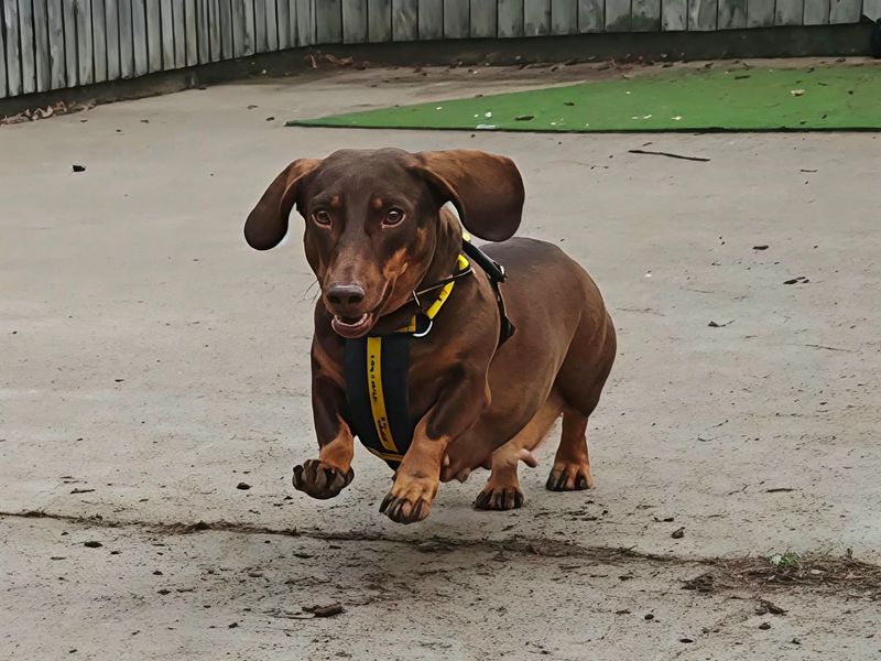 Grape | Dachshund (Smooth Haired) | Shrewsbury (Shropshire) - 2