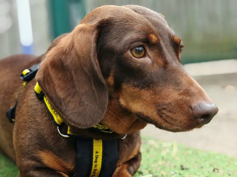 Grape | Dachshund (Smooth Haired) | Shrewsbury (Shropshire) - 4