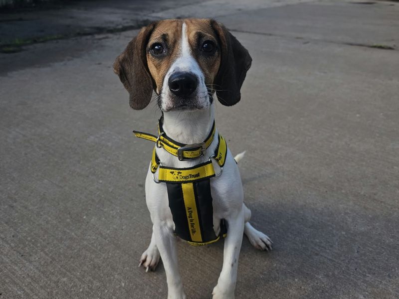 Clementine | Beagle | Shrewsbury (Shropshire) - 3