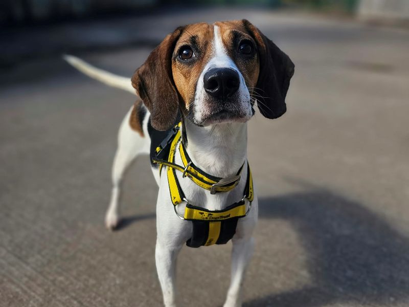 Clementine | Beagle | Shrewsbury (Shropshire) - 2