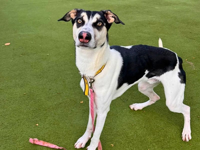 Sonic | German Shepherd Dog Cross | Manchester - 3