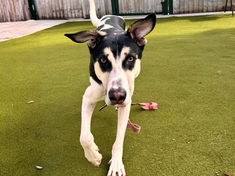 Sonic | German Shepherd Dog Cross | Manchester - 4