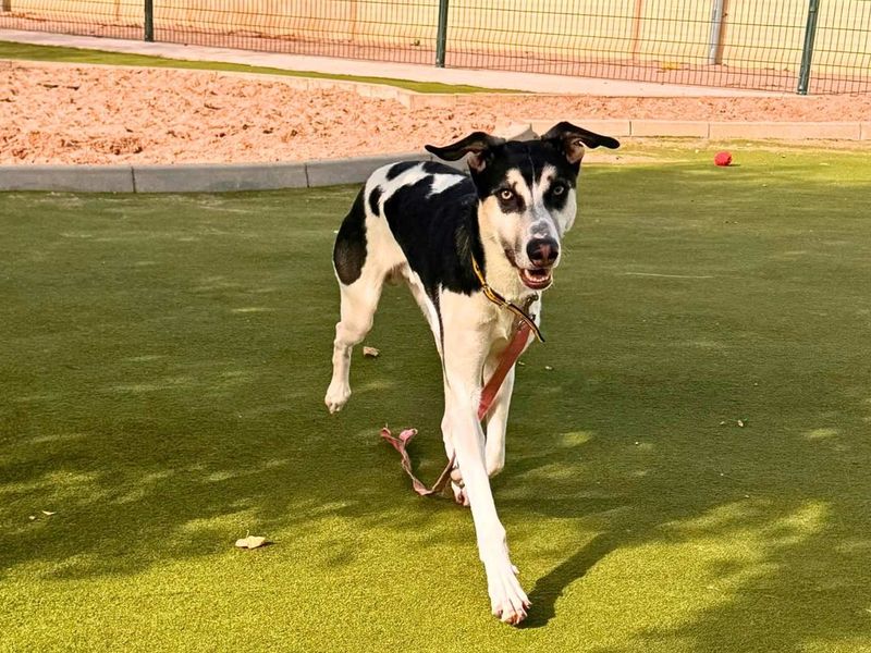 Sonic | German Shepherd Dog Cross | Manchester - 2
