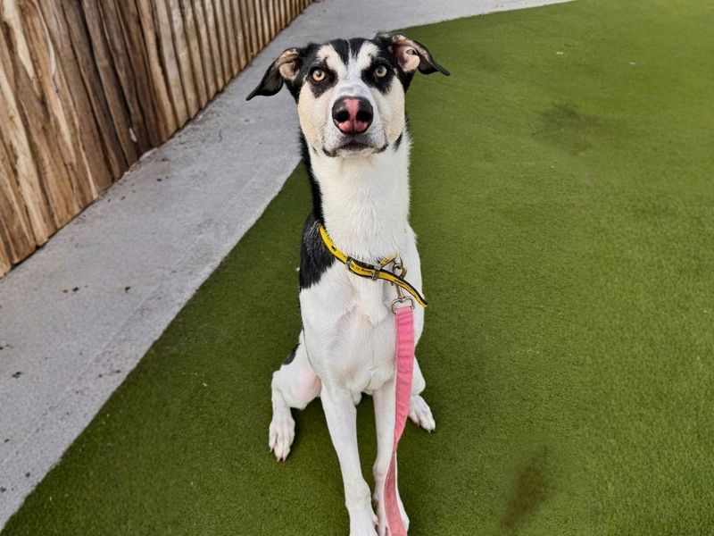 Sonic | German Shepherd Dog Cross | Manchester - 5