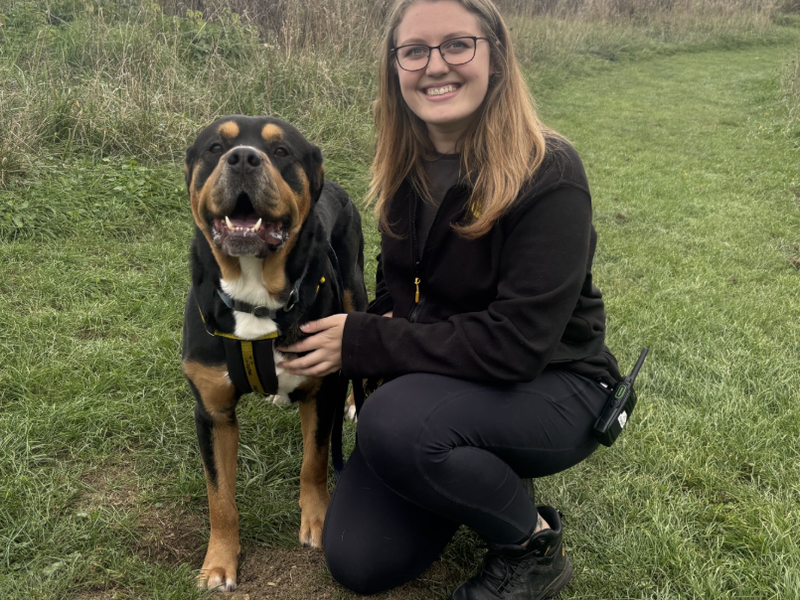 Bertie | Rottweiler Cross | Loughborough - 4