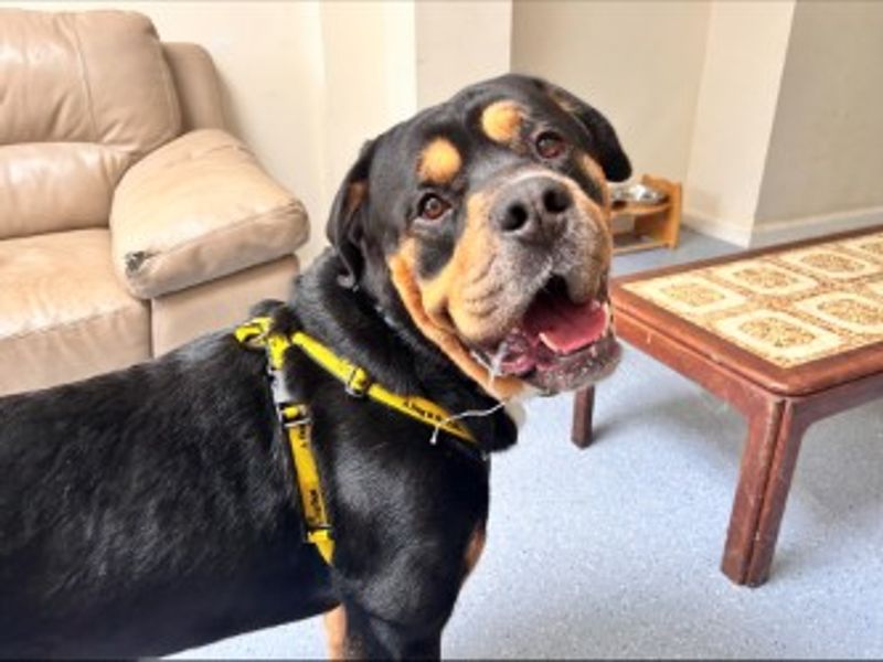 Bertie | Rottweiler Cross | Loughborough - 3