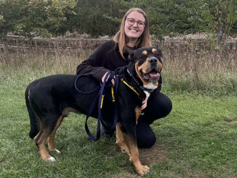 Bertie | Rottweiler Cross | Loughborough - 2