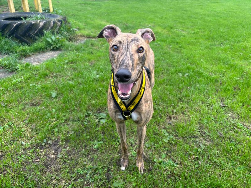 Loosey Goosey Longlegs | Greyhound | West Calder (Edinburgh) - 2
