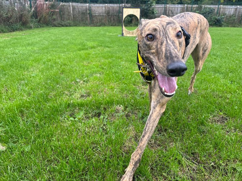 Greyhound Dogs And Puppies For Adoption