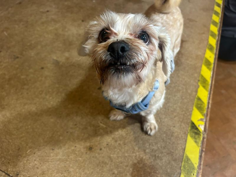 Victor | Shih Tzu Cross | Shrewsbury (Shropshire) - 2