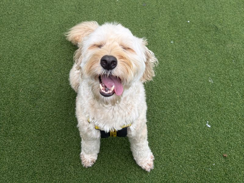 Fionn | Poodle (Standard) Cross | Ballymena (Northern Ireland) - 1