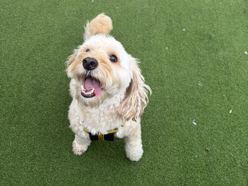 Fionn | Poodle (Standard) Cross | Ballymena (Northern Ireland) - 2