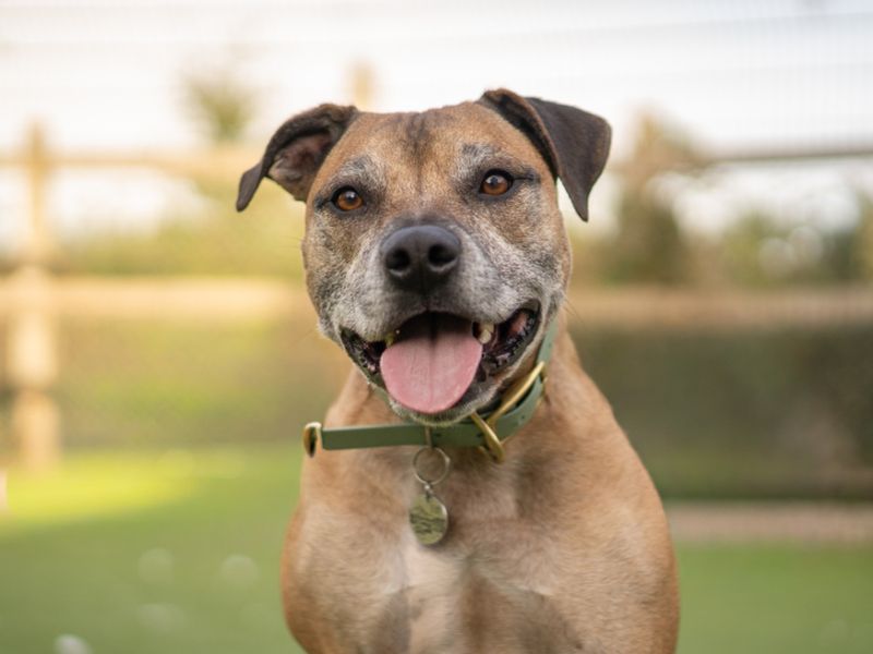 Toby | Terrier (Staffordshire Bull) | Kenilworth (West Midlands) - 2