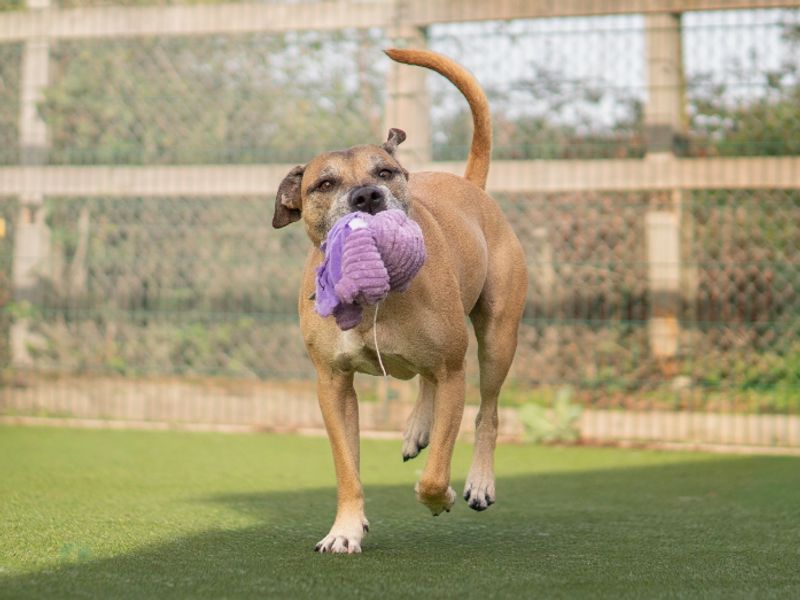 Toby | Terrier (Staffordshire Bull) | Kenilworth (West Midlands) - 3