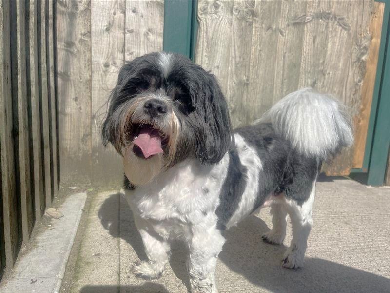 Benji (Ben) | Shih Tzu | Cardiff - 2
