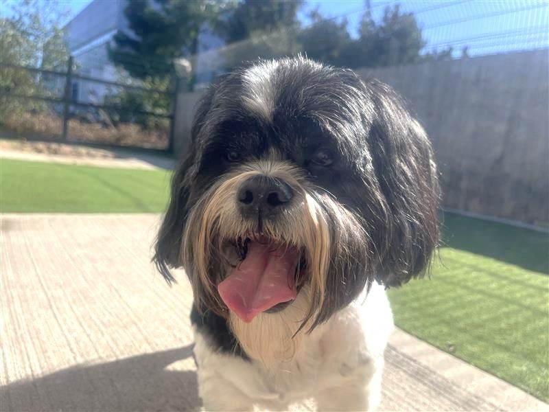 Shih Tzu Dogs And Puppies For Adoption