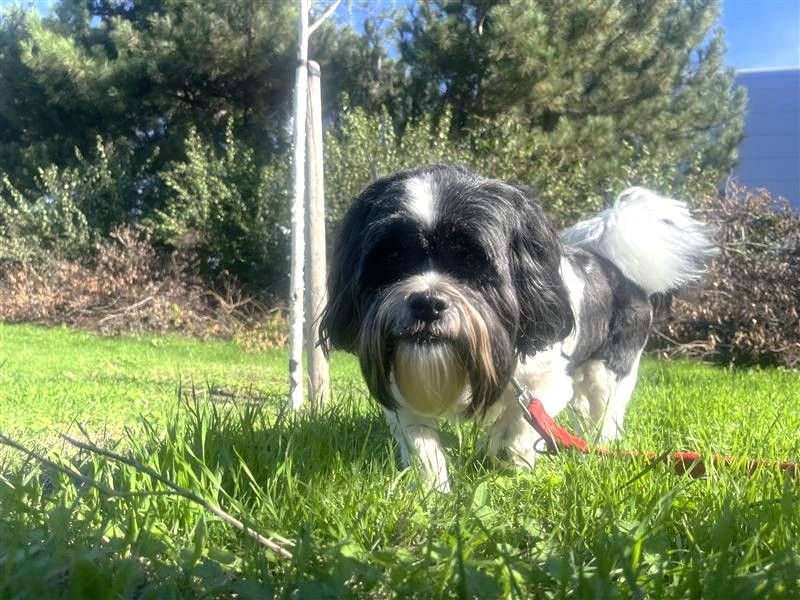 Benji (Ben) - Image 4 of 4