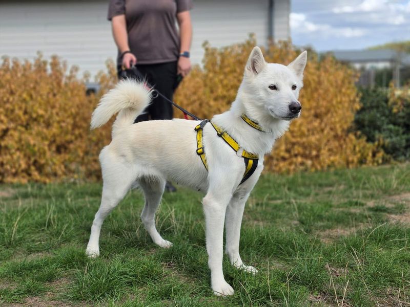 Raya | Siberian Husky Cross | Evesham (Worcestershire) - 2