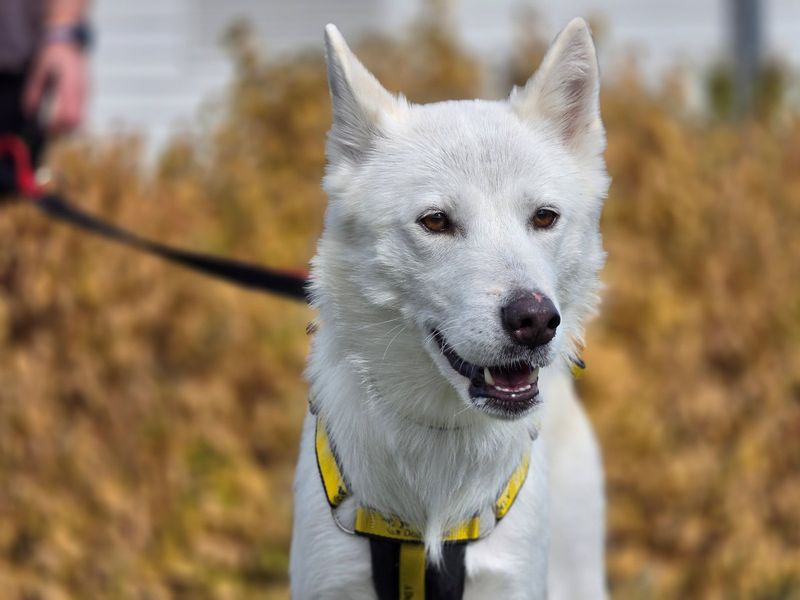 Raya | Siberian Husky Cross | Evesham (Worcestershire) - 3