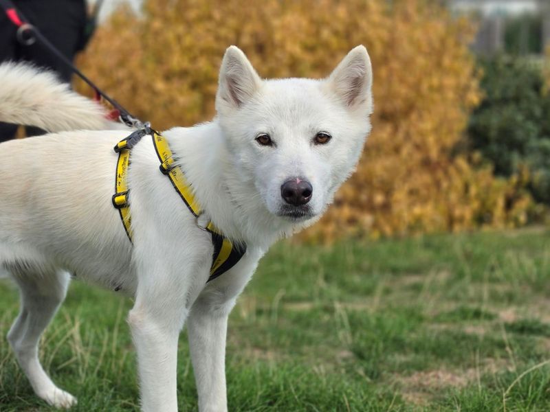 Raya | Siberian Husky Cross | Evesham (Worcestershire) - 4