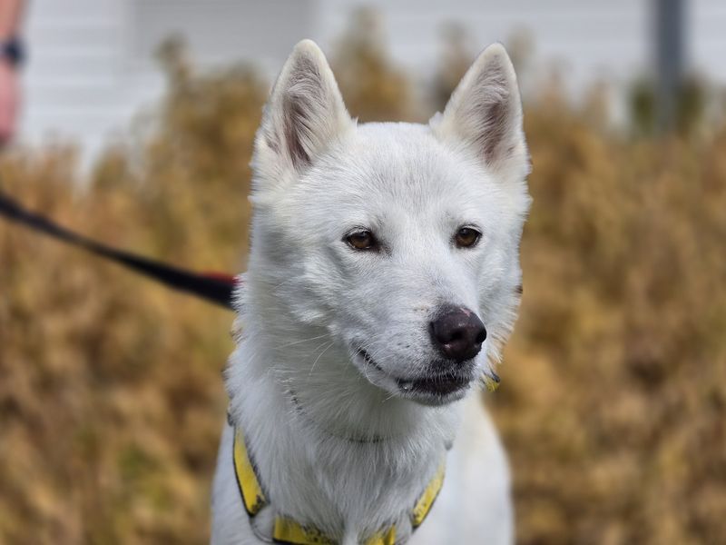 Raya | Siberian Husky Cross | Evesham (Worcestershire) - 5