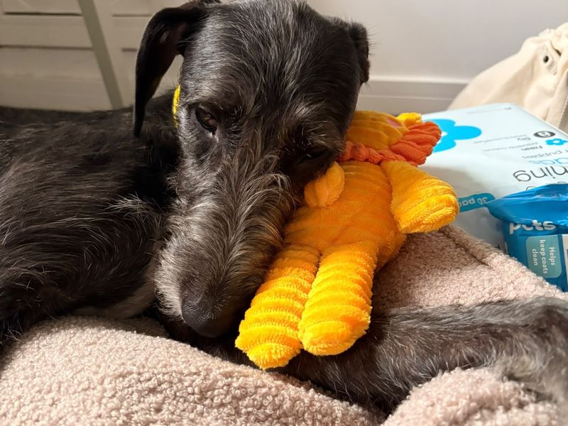 Saffy | Lurcher | Bridgend (Wales) - 3