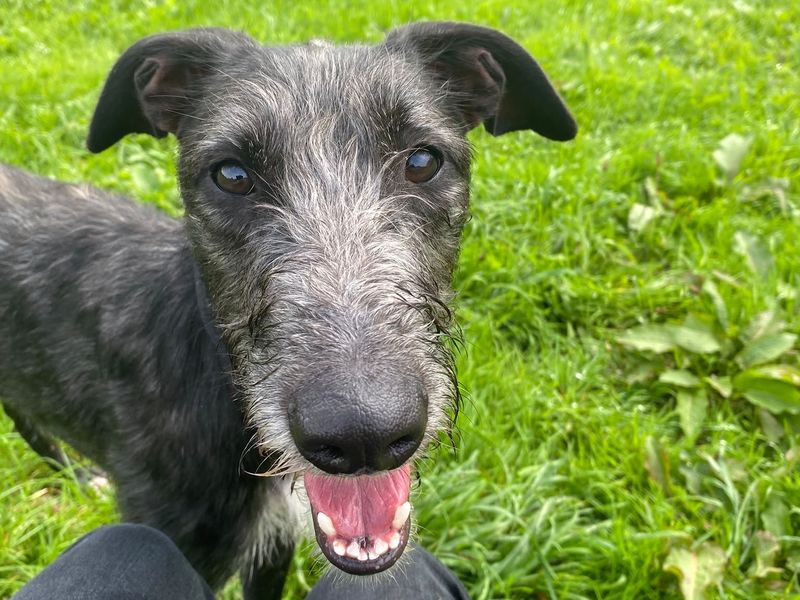 Saffy | Lurcher | Bridgend (Wales) - 1