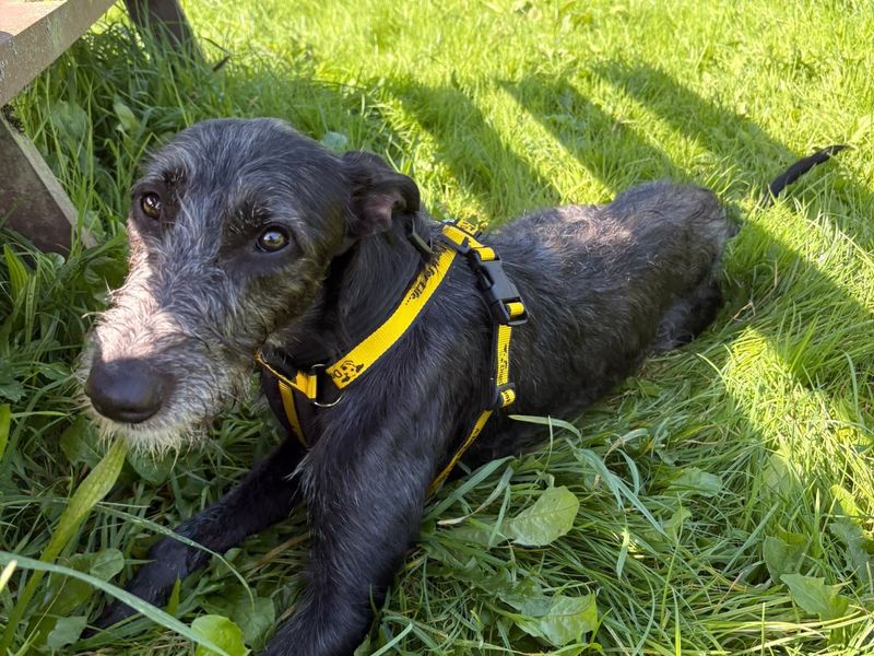 Saffy | Lurcher | Bridgend (Wales) - 4