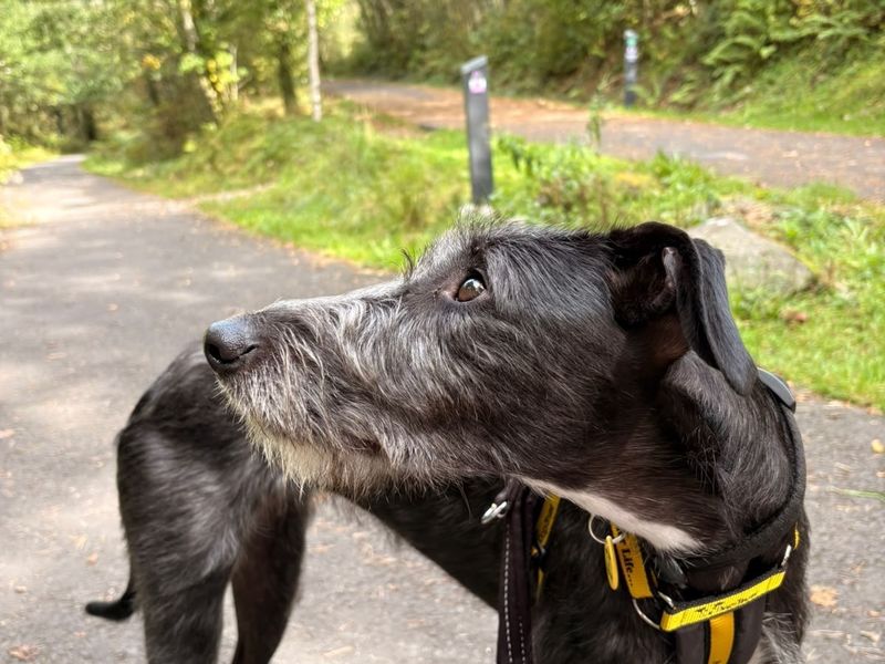 Saffy | Lurcher | Bridgend (Wales) - 2